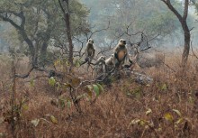 Langurs / ***