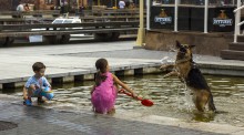 Dog's delight / ***