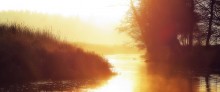 Gold morning / ***