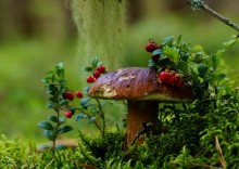 Mushroom time ... / ***