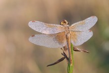 Dry off and in flight / ---