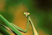who's there? / ...