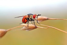 Flies / ...
