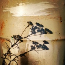 barrel nature / *|_|*