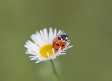 Marienkäfer) / ...