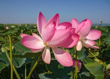 Lotuses / ***