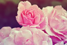 Rose / ***