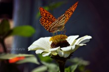Beauty / ***