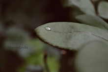 Brilliantik / ***
