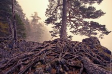 Roots / ***