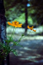 Zwillinge / ***