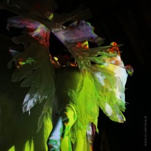 wings / ***