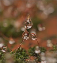 Murchanie Herbst ... / ***