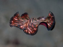 &nbsp; / Flatworm, Pseudobiceros bedfordi
Menjangan island, 2014