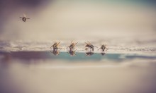 Another planet / ***