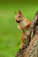 Squirrel / ***