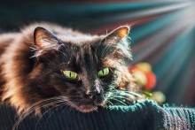 cat Vasily / ***
