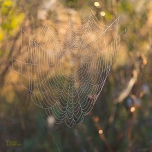 Autumn catch / ---
