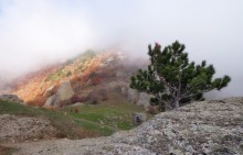 In the fog / ***