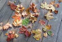 Autumn leaves / ***