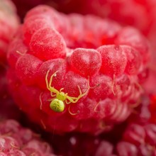 Raspberry Heaven / ***