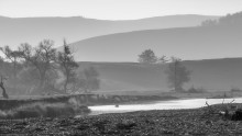 Grayscale / ***