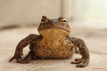 toad / ***