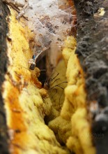 The Secret World. / ***