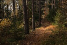 Autumn road / ***