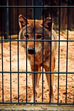 Wolf, ein Blick von Traurigkeit und Langeweile / ***