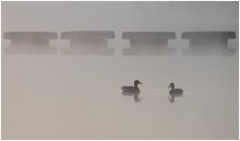 Foggy morning / ***