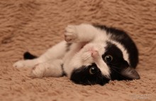 Katzen / ***