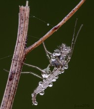 Midge aus Svaravskogo / ***
