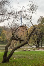 Autumn / ***