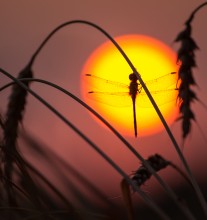 Rendezvous mit der Sonne / ***