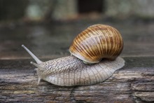 snail / ***