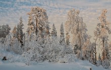 Winter lace / ***