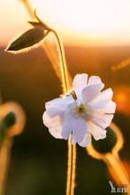 At sunset ... / No comments