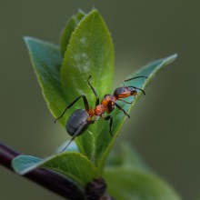 Spring stories with ant ... / ***