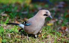 Jay / ***