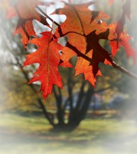More about the autumn ... / ***