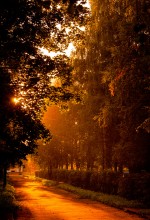 Morning in the park / ---