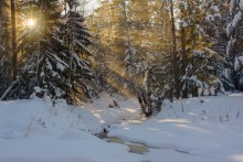 Winter Forest / ***