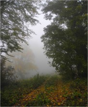 The road in the fog / ---