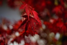 Herbst in Karuizawa / ***