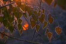 Malt frostigen Morgen. / ***