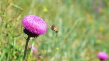 Schöne Blume und so etwas wie ein Schmetterling / ***