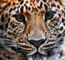 Leopard / ***