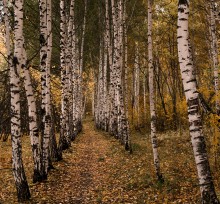 Birch ... / ***