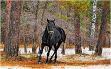 Asiatische und Wald / ***